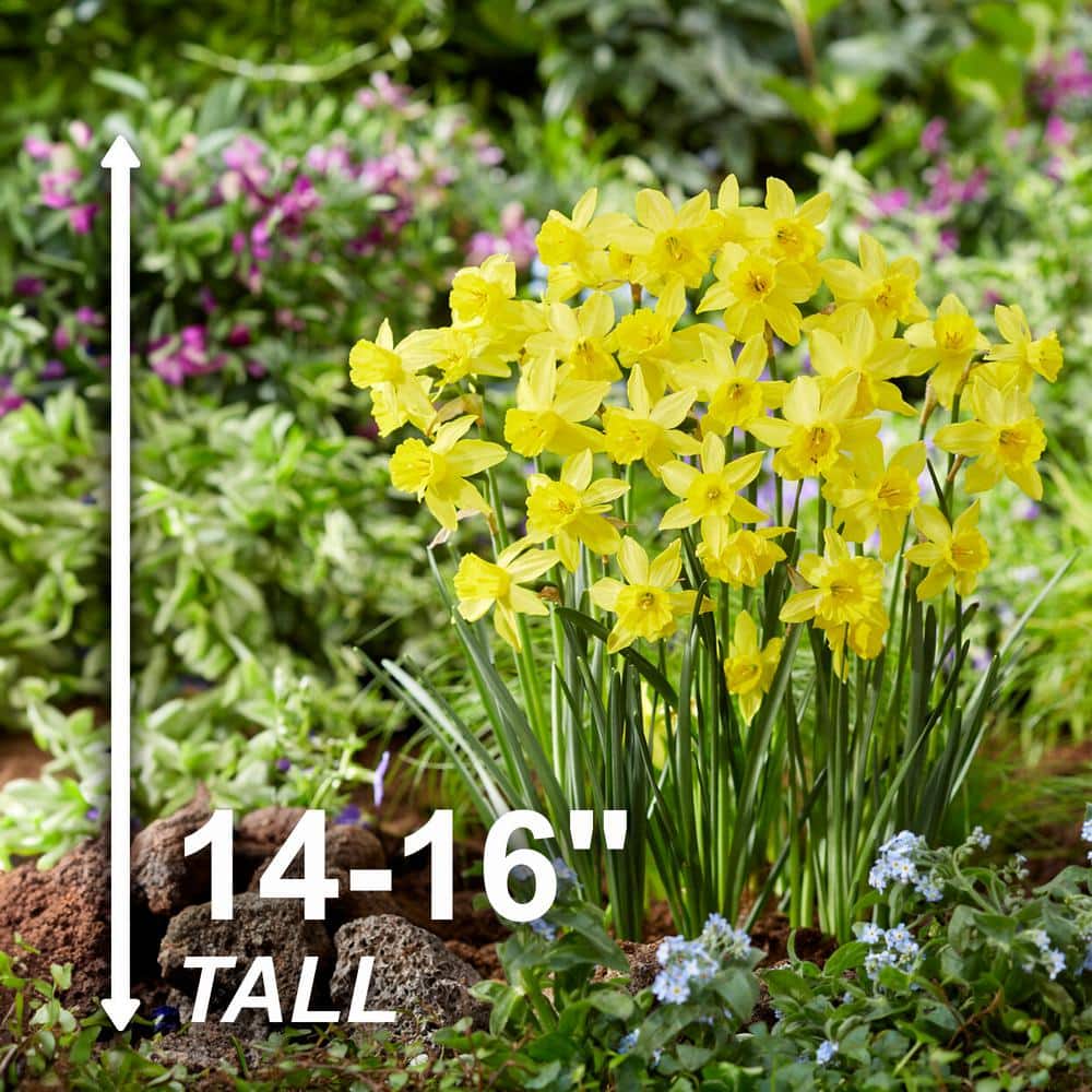  14/16 Cm Jonquil Sailboat Daffodil Flower Bulbs, Yellow (Bag Of 25)