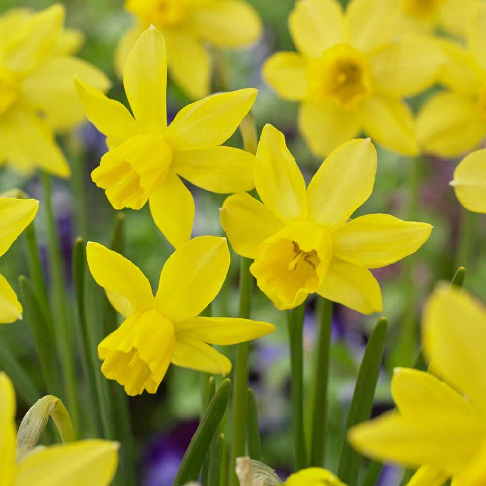  14/16 Cm Jonquil Sailboat Daffodil Flower Bulbs, Yellow (Bag Of 25)