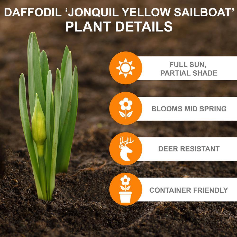  14/16 Cm Jonquil Sailboat Daffodil Flower Bulbs, Yellow (Bag Of 25)