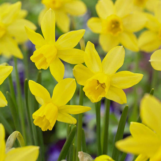  14/16 Cm, Jonquil Sailboat Daffodil Flower Bulbs, Yellow (Bag Of 250)