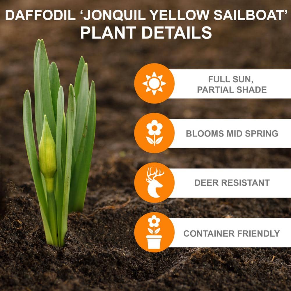  14/16 Cm, Jonquil Sailboat Daffodil Flower Bulbs, Yellow (Bag Of 250)