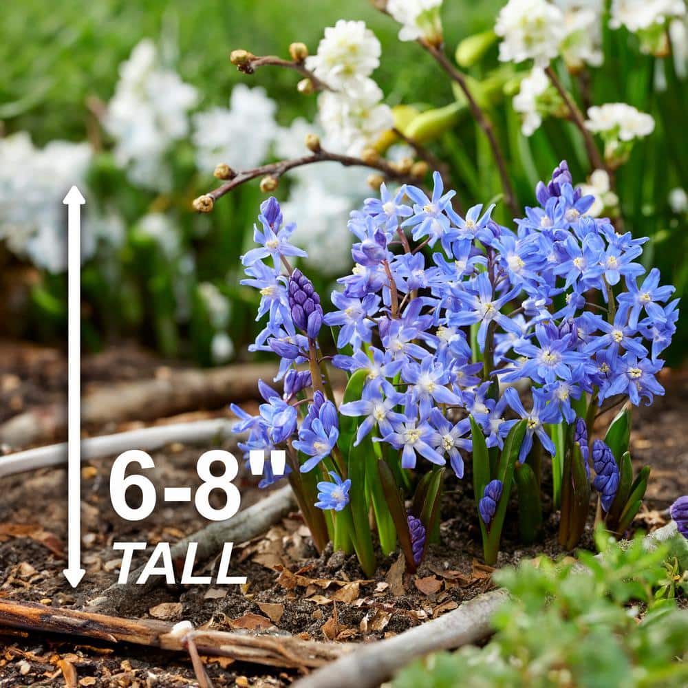  5/Plus Cm, Blue Giant Chionodoxa Glory Of The Snow Flower Bulbs (Bag Of 100)