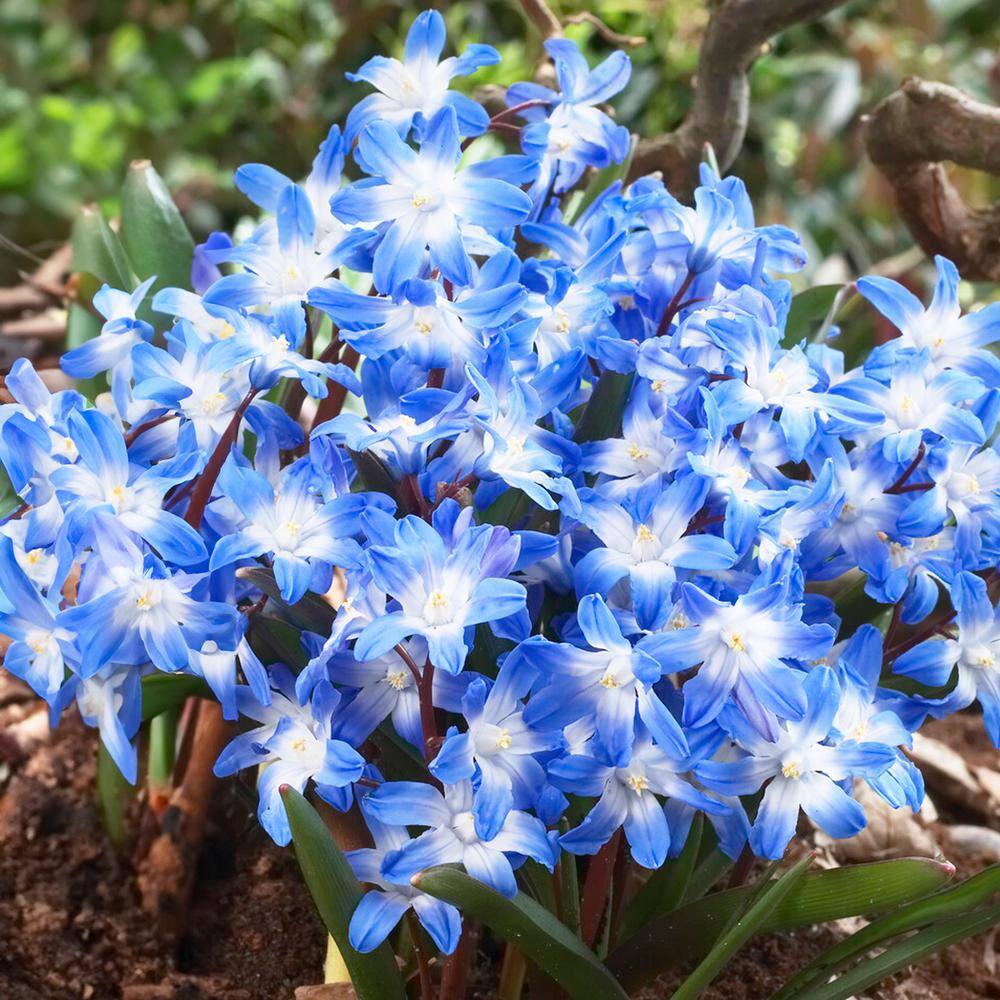  5/Plus Cm, Blue Giant Chionodoxa Glory Of The Snow Flower Bulbs (Bag Of 100)