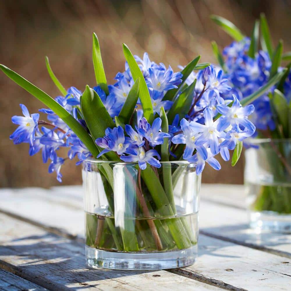  5/Plus Cm, Blue Giant Chionodoxa Glory Of The Snow Flower Bulbs (Bag Of 50)