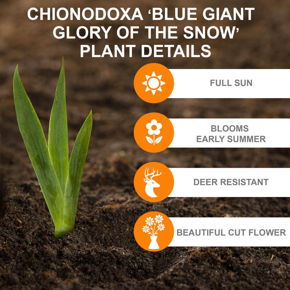  5/Plus Cm, Blue Giant Chionodoxa Glory Of The Snow Flower Bulbs (Bag Of 50)