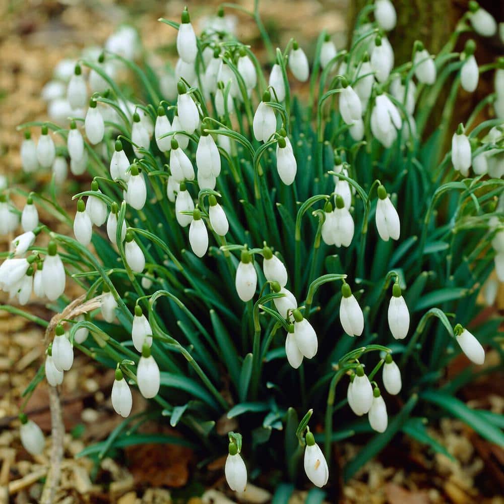  7/Plus Cm, White Single Snowdrops Galanthus Flower Bulbs (Bag Of 100)