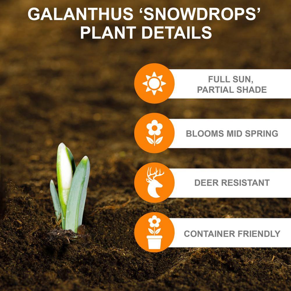  7/Plus Cm, White Single Snowdrops Galanthus Flower Bulbs (Bag Of 100)