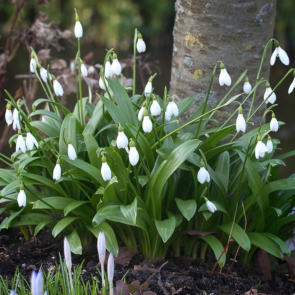  7/Plus Cm, White Single Snowdrops Galanthus Flower Bulbs (Bag Of 50)