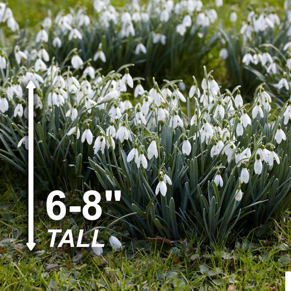  7/Plus Cm, White Single Snowdrops Galanthus Flower Bulbs (Bag Of 50)