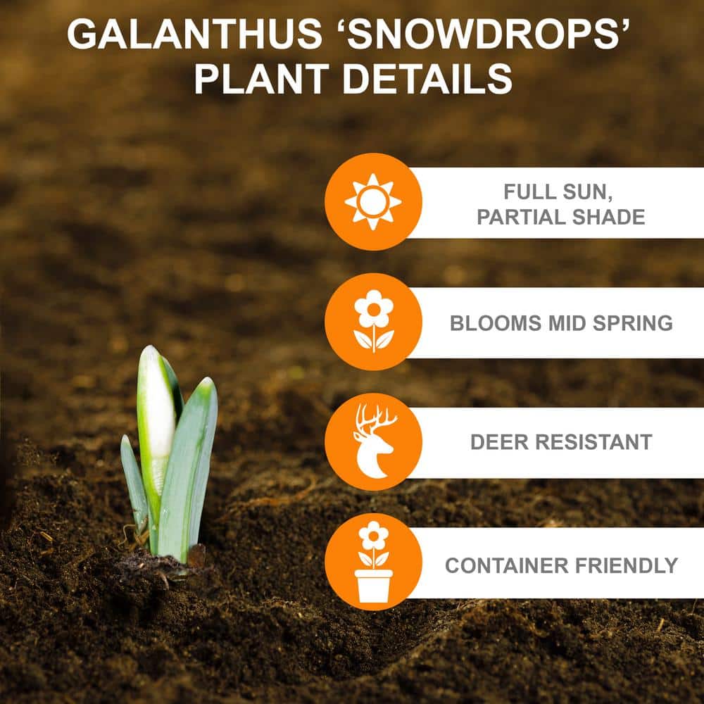 7/Plus Cm, White Single Snowdrops Galanthus Flower Bulbs (Bag Of 50)