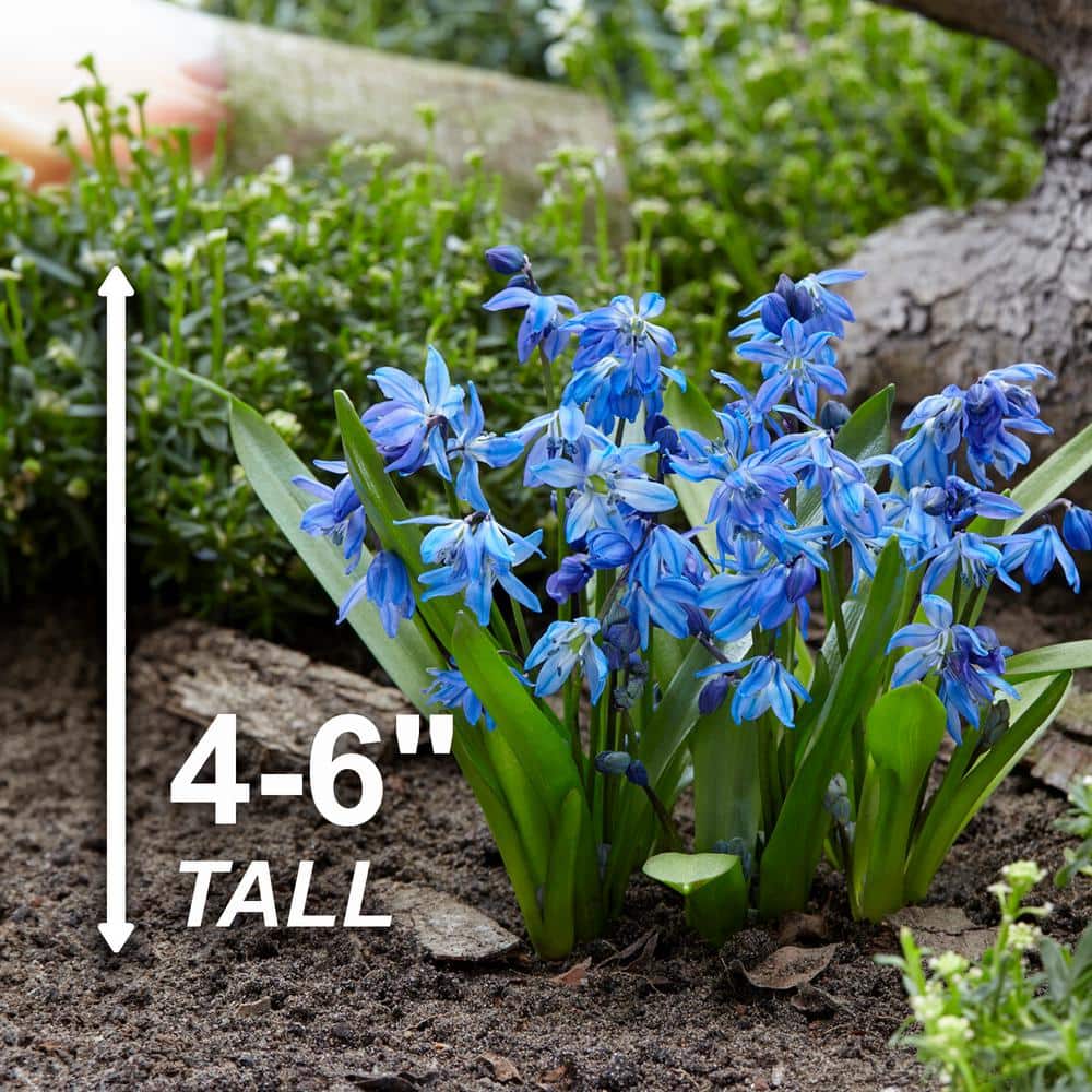  7/8 Cm, Siberian Squill Scilla Flower Bulbs (Bag Of 100)