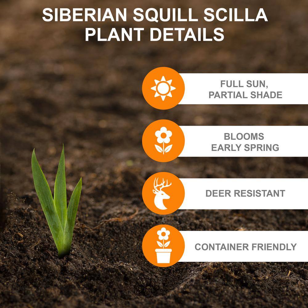  7/8 Cm, Siberian Squill Scilla Flower Bulbs (Bag Of 100)