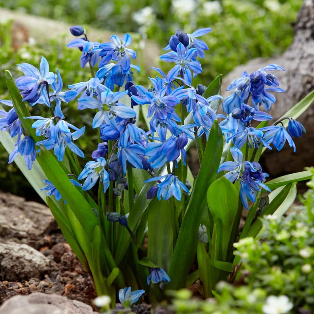  7/8 Cm, Siberian Squill Scilla Flower Bulbs (Bag Of 50)