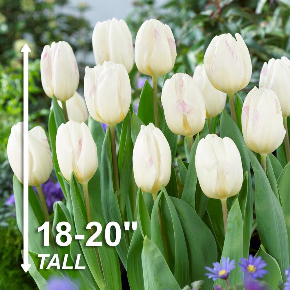  12/+ Cm White Flag Triumph Tulip Flower Bulbs (Bag Of 250)