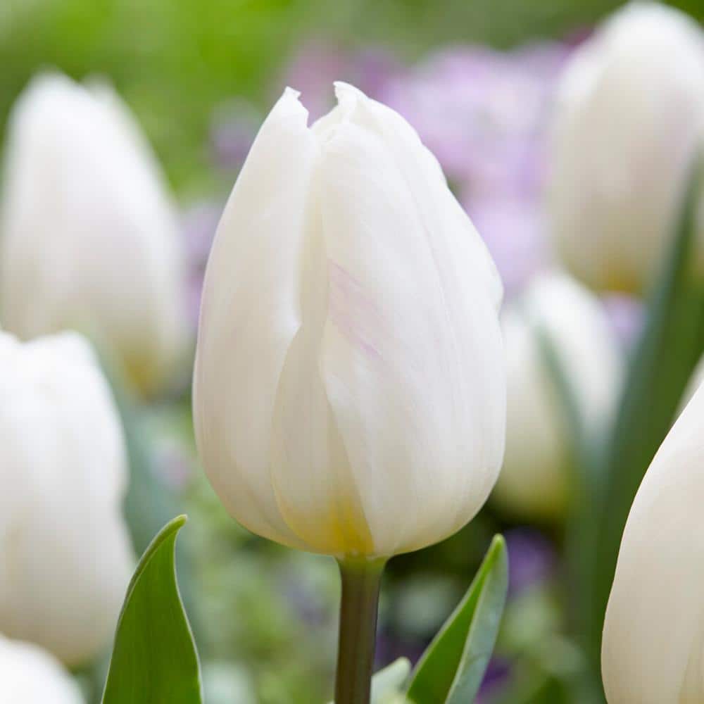  12/+ Cm White Flag Triumph Tulip Flower Bulbs (Bag Of 250)