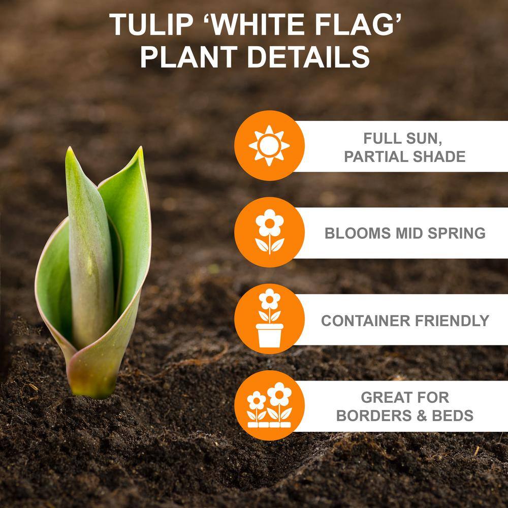 12/+ Cm White Flag Triumph Tulip Flower Bulbs (Bag Of 50)