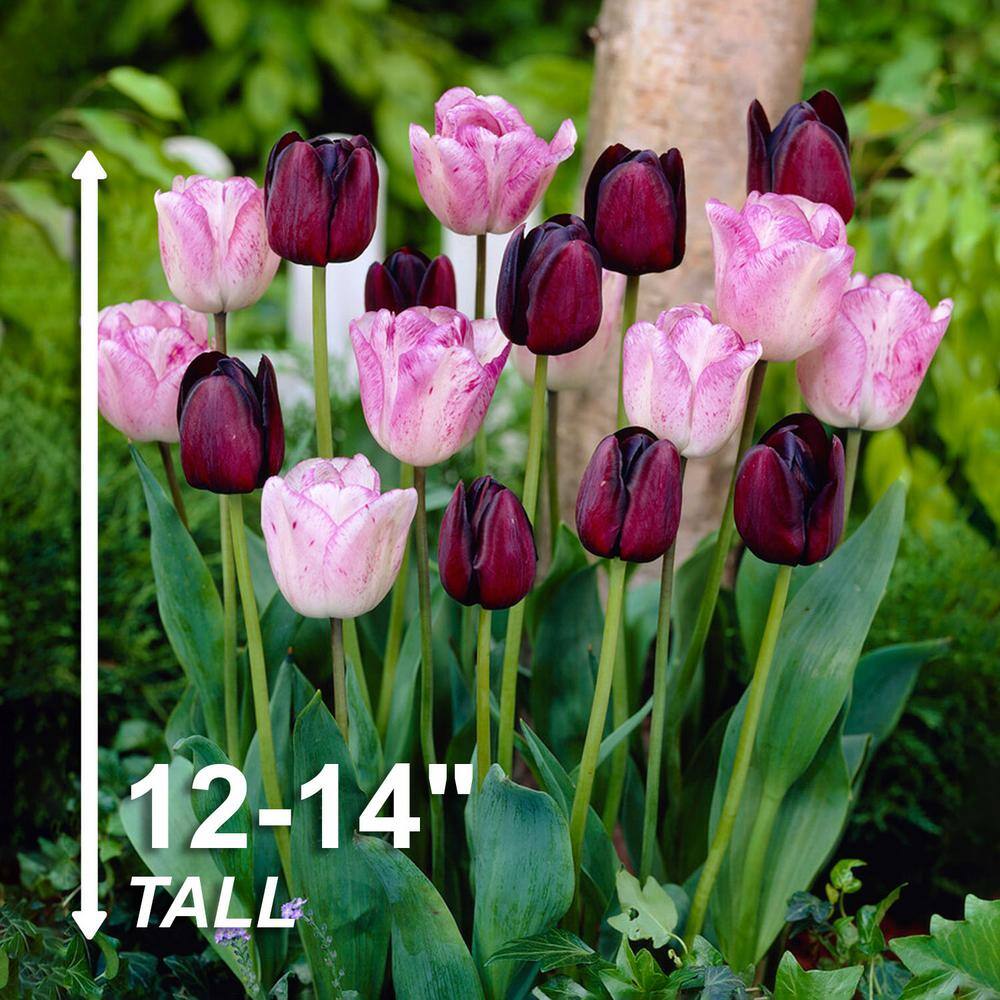  12/ Cm, Purple And Pink Mix Triumph Tulip Flower Bulbs (Bag Of 25)