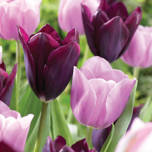  12/ Cm, Purple And Pink Mix Triumph Tulip Flower Bulbs (Bag Of 25)