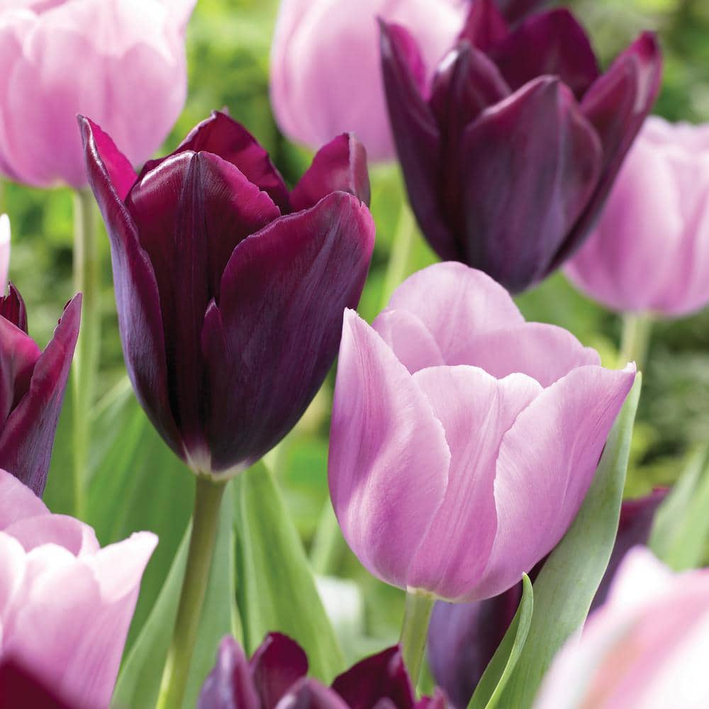  12/+ Cm Purple And Pink Mix Triumph Tulip Flower Bulbs (Bag Of 250)