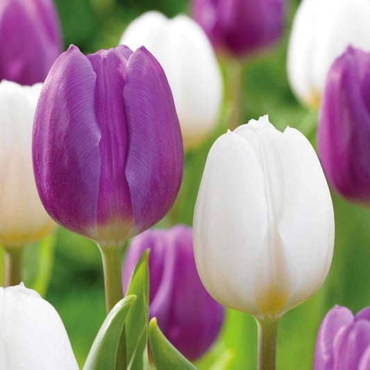  12/+ Cm Purple And White Mix Triumph Tulip Flower Bulbs (Bag Of 100)