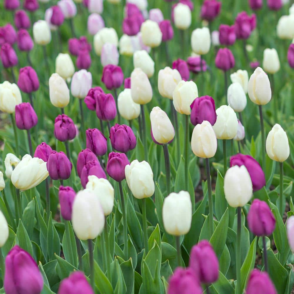 12/ Cm, Purple And White Mix Triumph Tulip Flower Bulbs (Bag Of 25)
