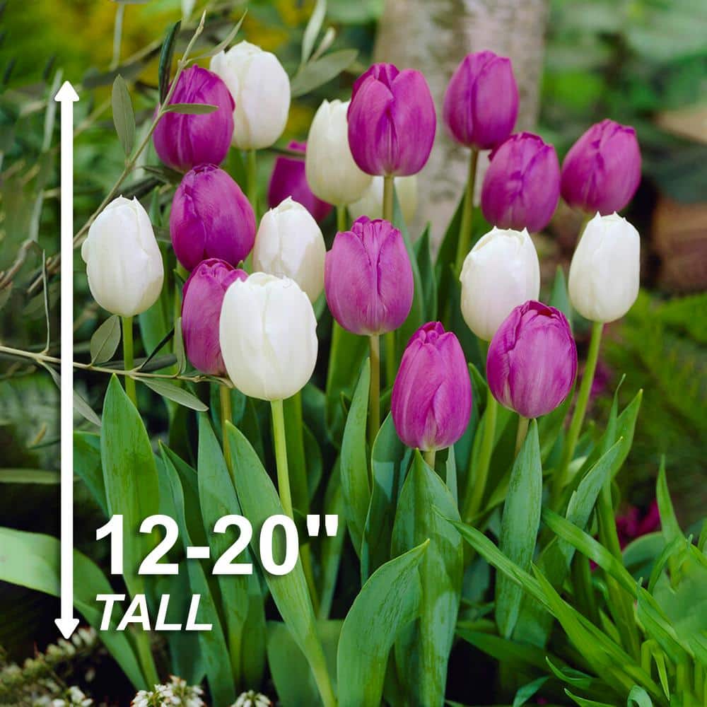  12/ Cm, Purple And White Mix Triumph Tulip Flower Bulbs (Bag Of 25)