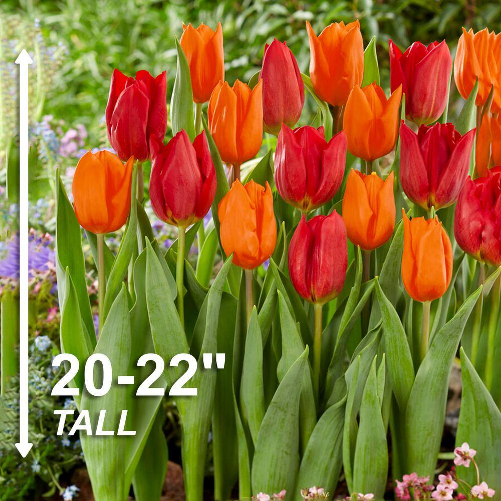  12/+ Cm Red And Orange Mix Darwin Hybrid Tulip Flower Bulbs (Bag Of 100)