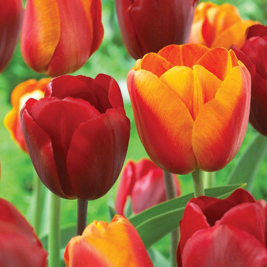  12/ Cm, Red And Orange Mix Darwin Hybrid Tulip Flower Bulbs (Bag Of 25)