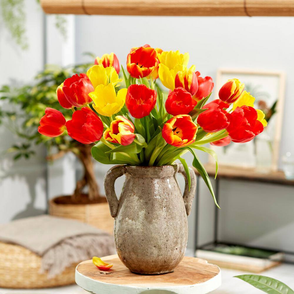  12/ Cm, Yellow And Red Mix Darwin Hybrid Tulip Flower Bulbs (Bag Of 25)