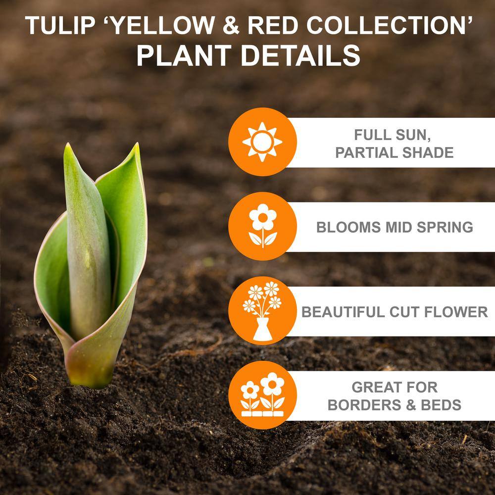  12/ Cm, Yellow And Red Mix Darwin Hybrid Tulip Flower Bulbs (Bag Of 25)