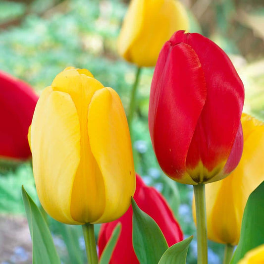  12/+ Cm Yellow And Red Mix Darwin Hybrid Tulip Flower Bulbs (Bag Of 250)