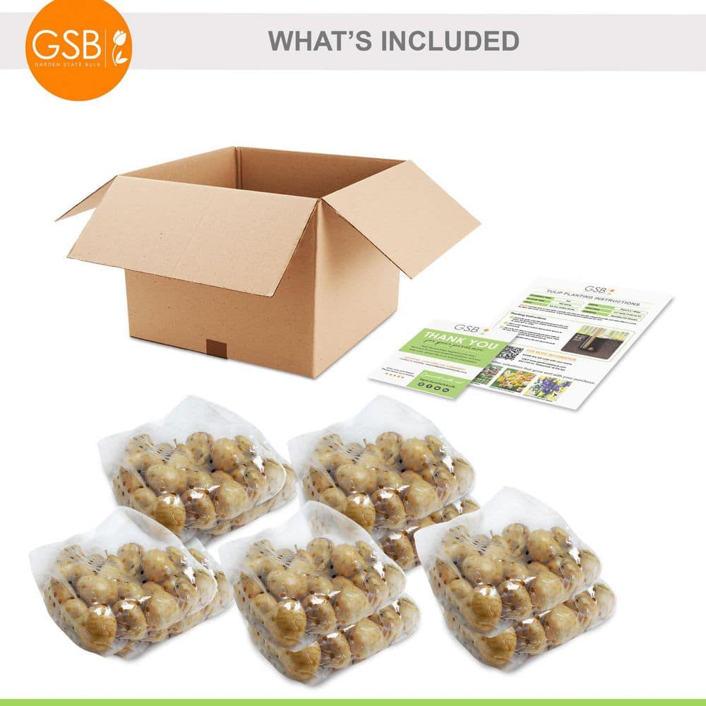  12/+ Cm Yellow And Red Mix Darwin Hybrid Tulip Flower Bulbs (Bag Of 250)