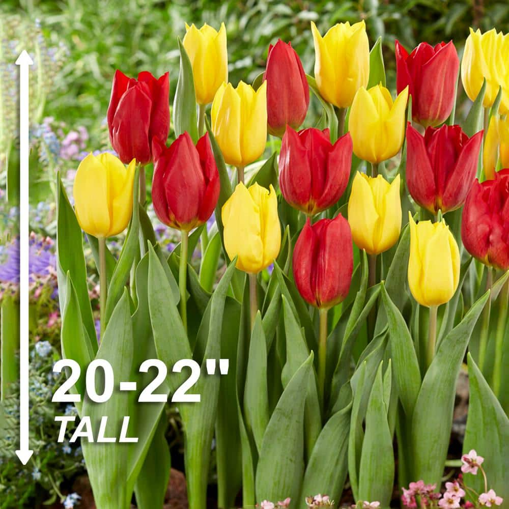  12/+ Cm Yellow And Red Mix Darwin Hybrid Tulip Flower Bulbs (Bag Of 50)