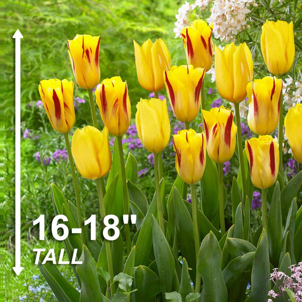  12/+ Cm Yellow And Maroon Mix Triumph Tulip Flower Bulbs (Bag Of 100)