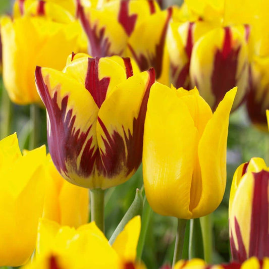  12/+ Cm Yellow And Maroon Mix Triumph Tulip Flower Bulbs (Bag Of 50)