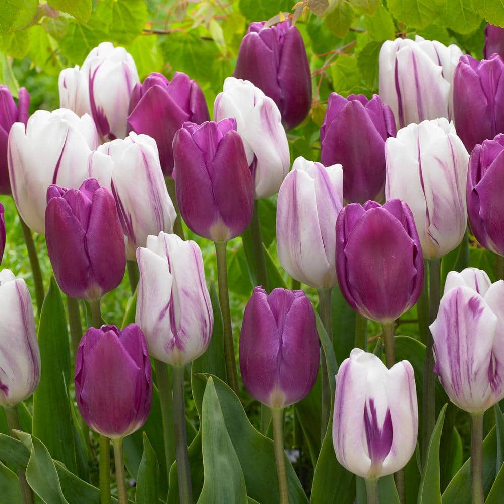  11/12 Cm Purple Reflection Mixed Triumph Tulip Flower Bulbs (Bag Of 100)