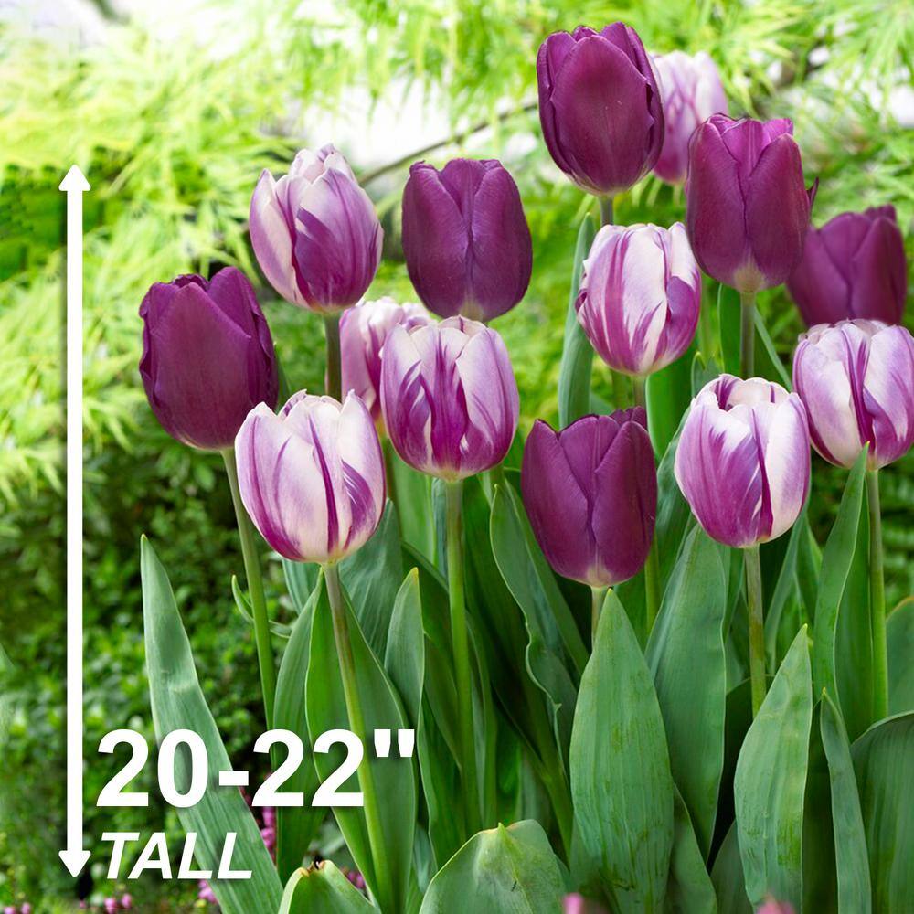  11/12 Cm Purple Reflection Mixed Triumph Tulip Flower Bulbs (Bag Of 50)