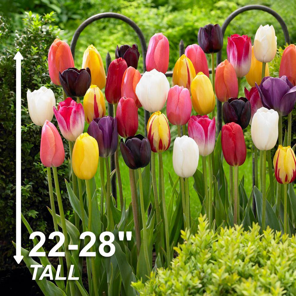  12/+ Cm Bright Sunshine Mix Single Late Tulip Flower Bulbs (Bag Of 250)