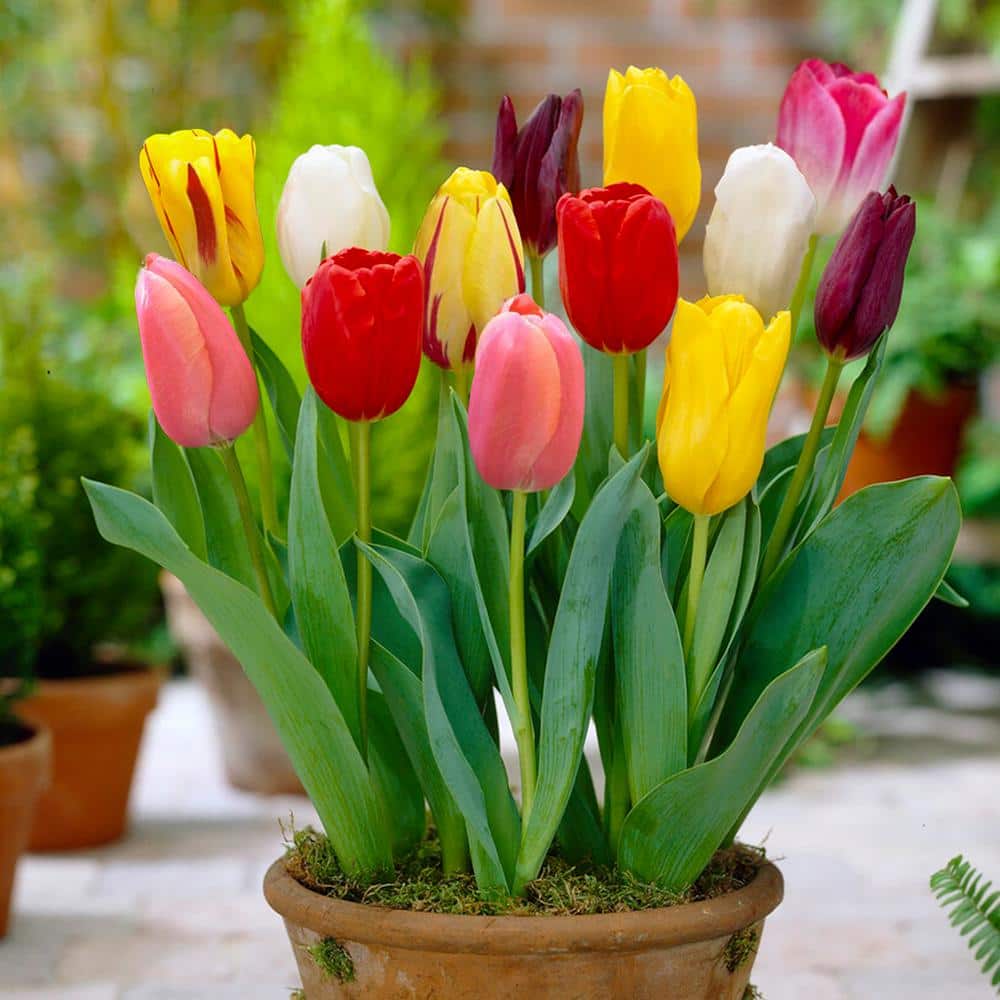  12/+ Cm Bright Sunshine Mix Single Late Tulip Flower Bulbs (Bag Of 50)