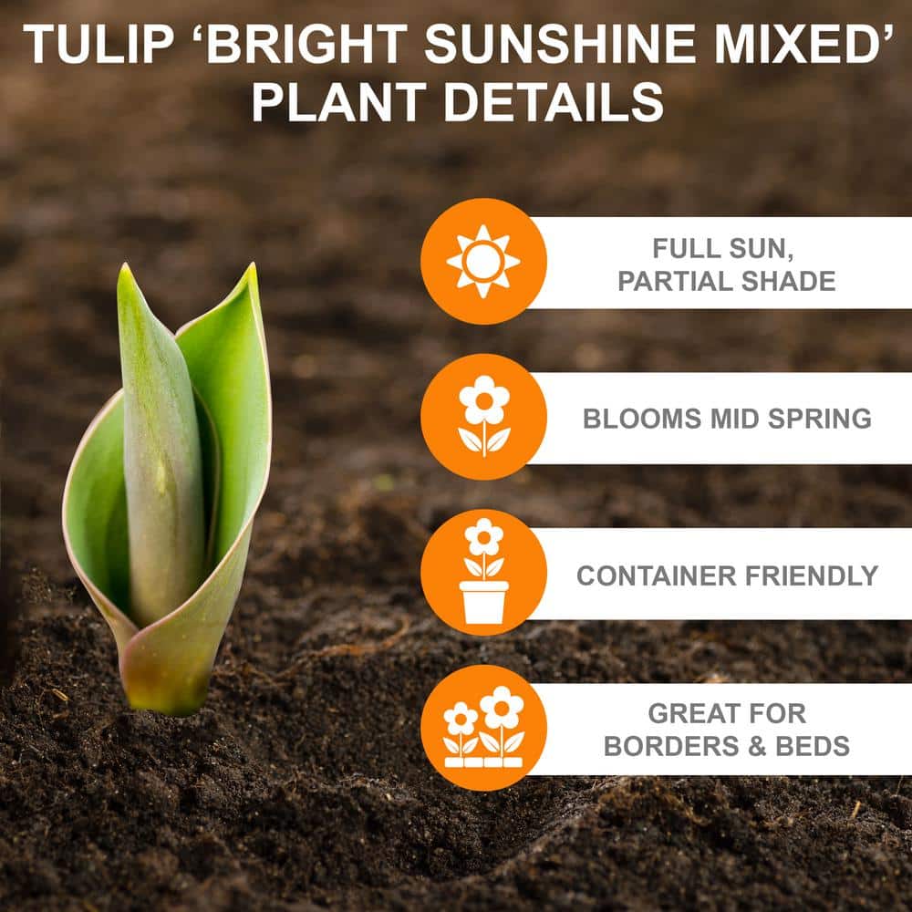  12/+ Cm Bright Sunshine Mix Single Late Tulip Flower Bulbs (Bag Of 50)