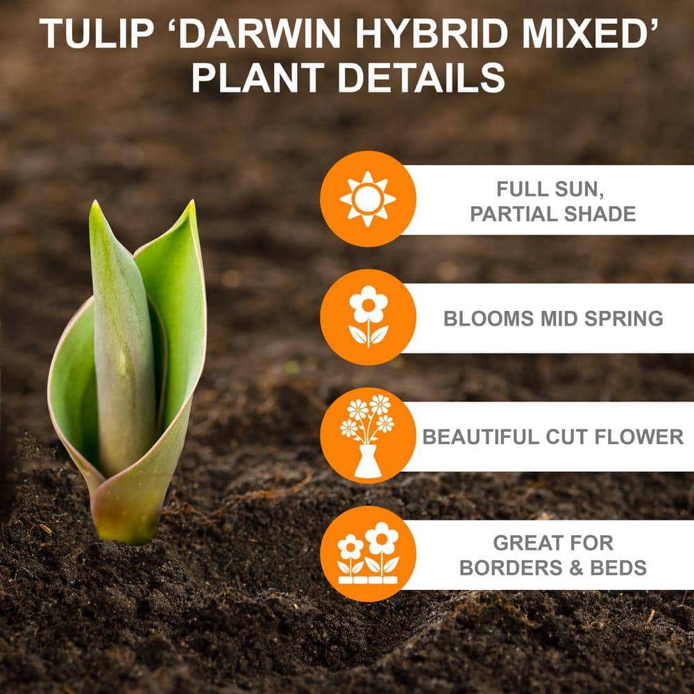  12/ Cm, Darwin Hybrid Mixed Tulip Flower Bulbs (Bag Of 25)