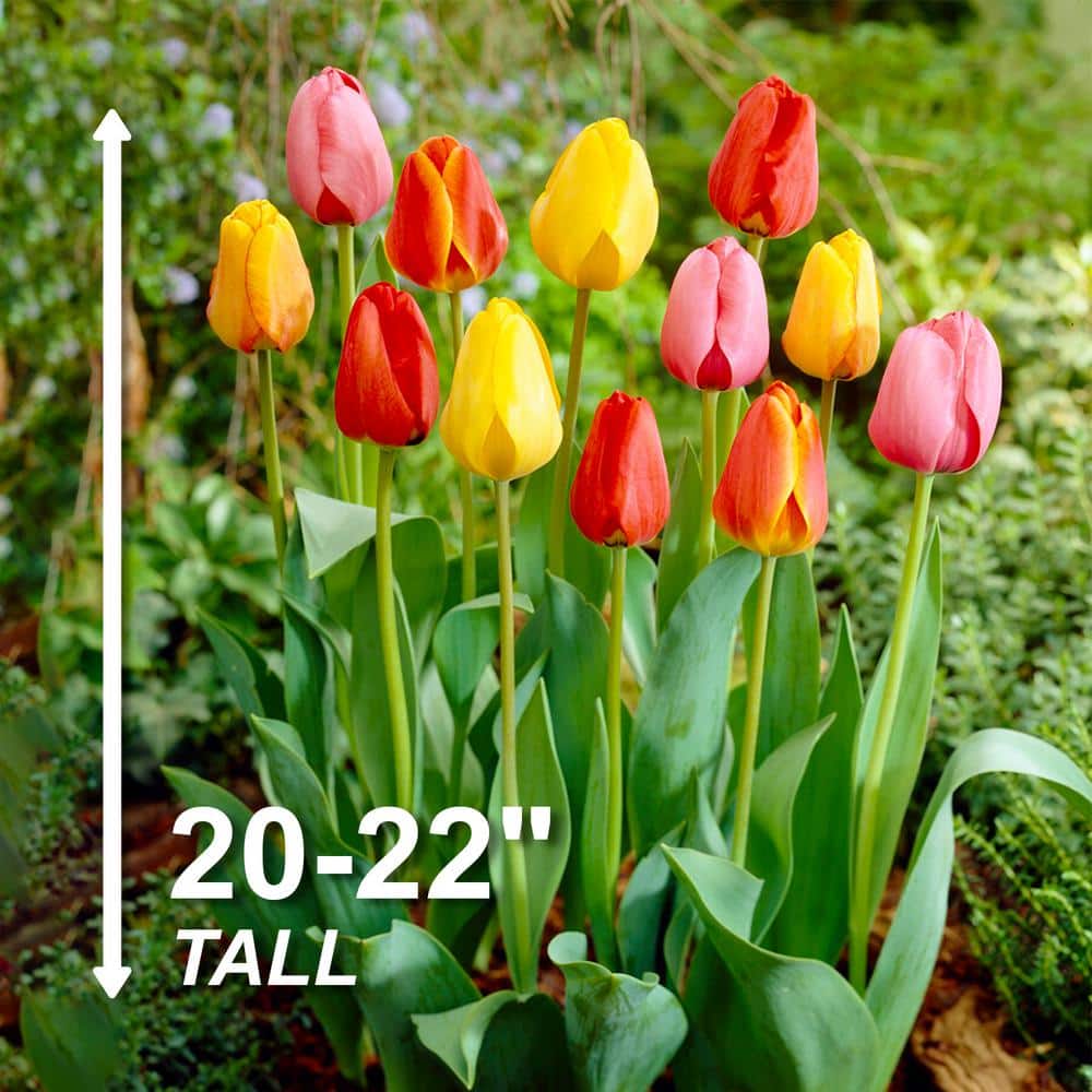  12/+ Cm Darwin Hybrid Mixed Tulip Flower Bulbs (Bag Of 250)