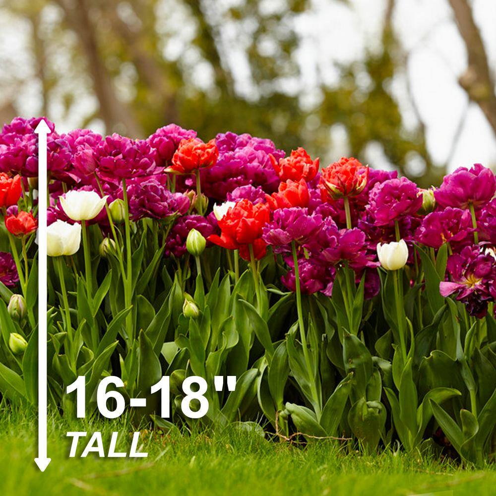  12/ Cm, Double Dutch Mixed Tulip Flower Bulbs (Bag Of 25)