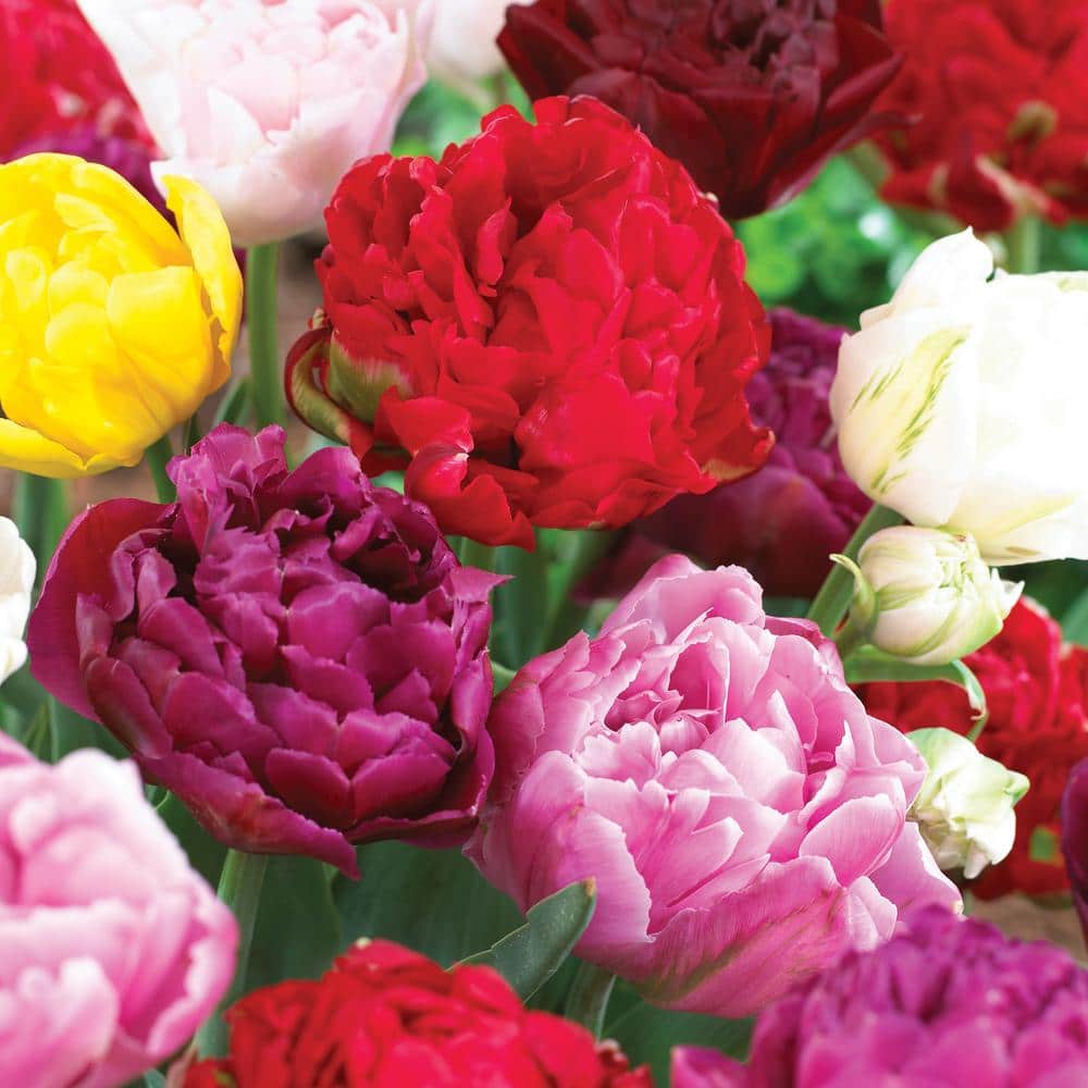  12/ Cm, Double Dutch Mixed Tulip Flower Bulbs (Bag Of 25)
