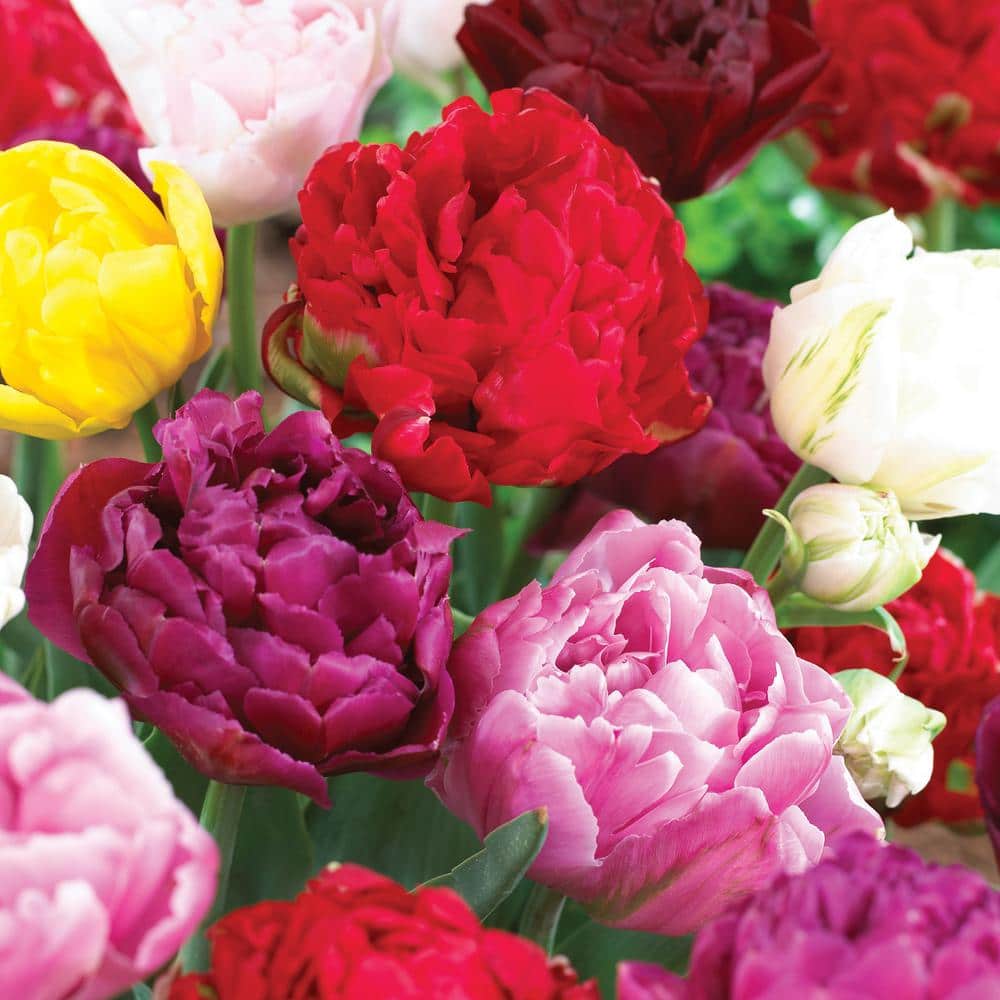  12/+ Cm, Double Dutch Mixed Tulip Flower Bulbs (Bag Of 250)