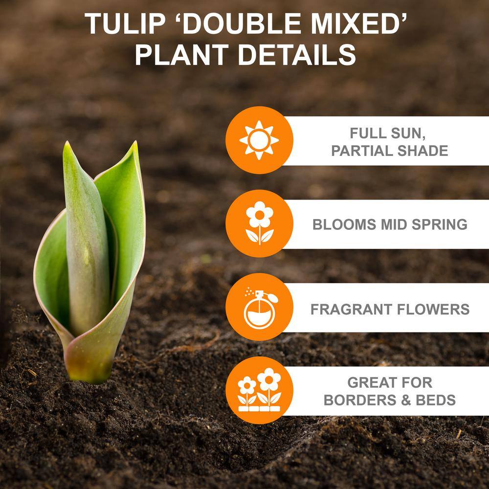  12/+ Cm, Double Dutch Mixed Tulip Flower Bulbs (Bag Of 50)