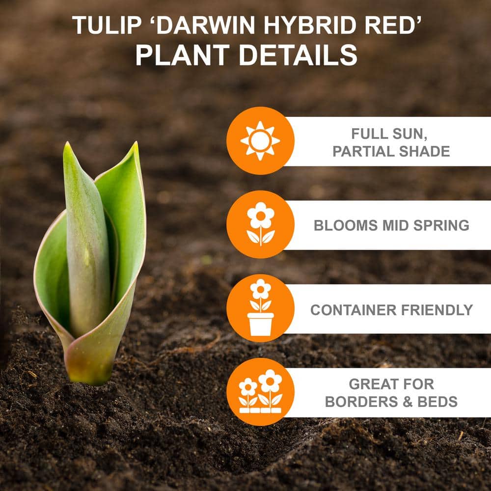  12/+ Cm, Darwin Hybrid Red Impression Tulip Bulbs (Bag Of 100)