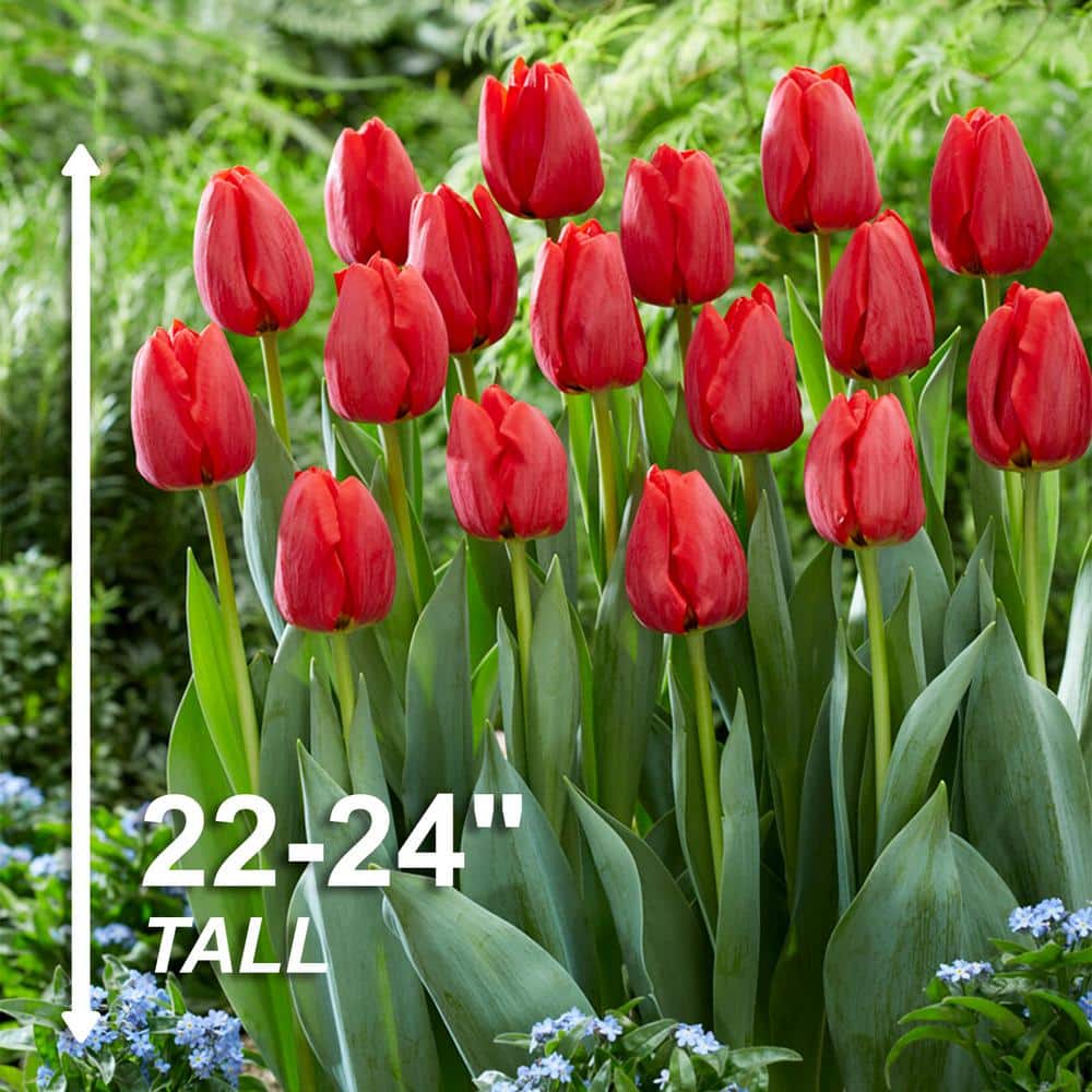  12/+ Cm, Darwin Hybrid Red Impression Tulip Bulbs (Bag Of 250)