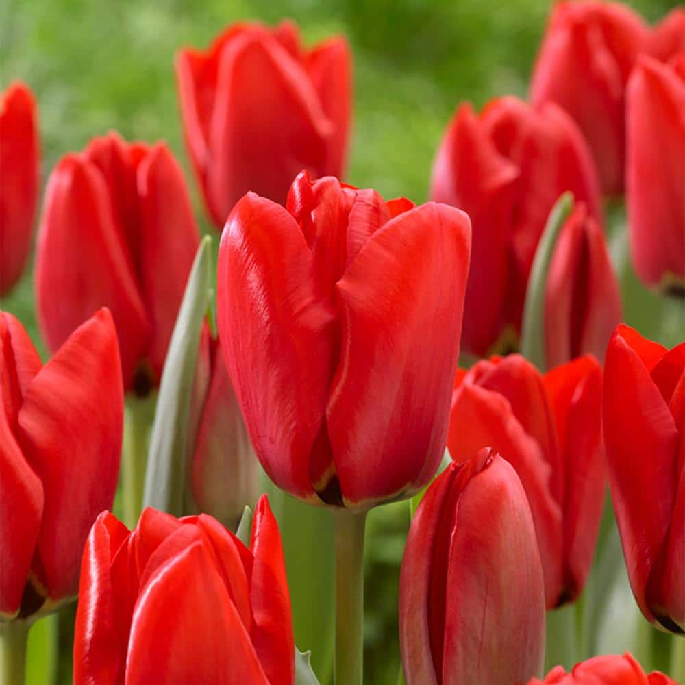  12/+ Cm, Darwin Hybrid Red Impression Tulip Bulbs (Bag Of 250)