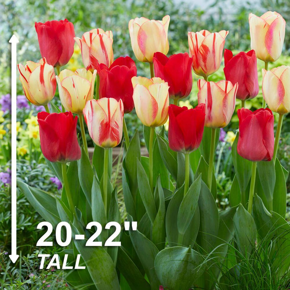  12/+ Cm, Spryng Break Blend Triumph Tulip Bulbs (Bag Of 100)